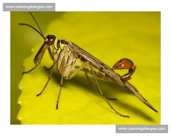 毒针对决蝎子与黄蜂生死较量自然界的致命博弈真相揭秘瞬间全记录